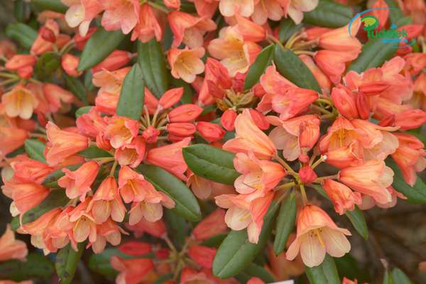 Rhododendron Mandarino